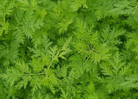 Artemisia Annua Extract 99٪ نقاء مسحوق الأرتيميسينين CAS 63968 64 9